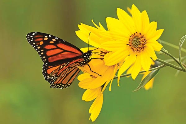 Nature Close-Ups: Sitting Pretty by Brian Wolf