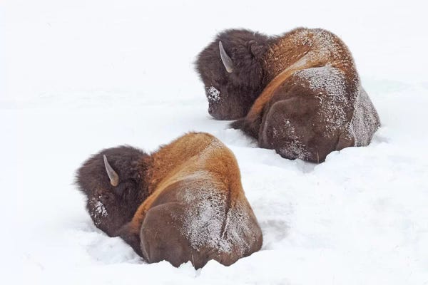 Sleeping & Napping: Sleeping Bison by Brian Wolf