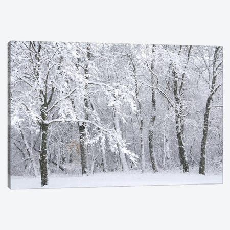 Snowstorm Canvas Print #BWF293} by Brian Wolf Art Print