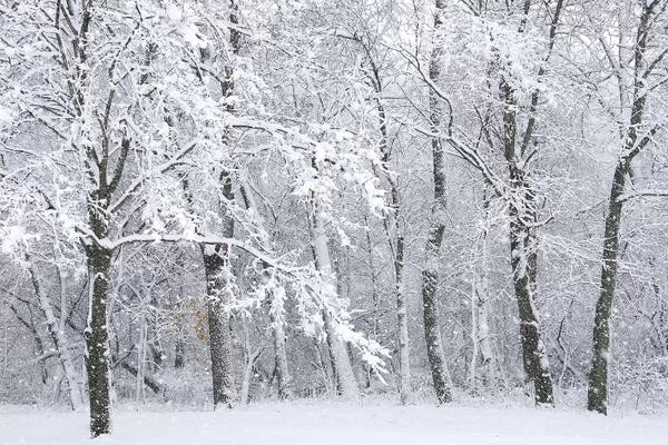 Snowscapes: Snowstorm by Brian Wolf