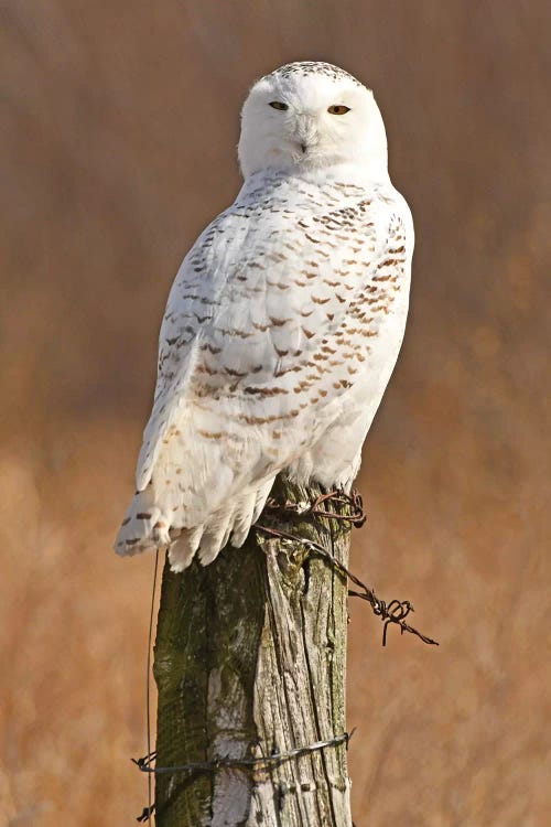 Snowy Owl by Brian Wolf wall art