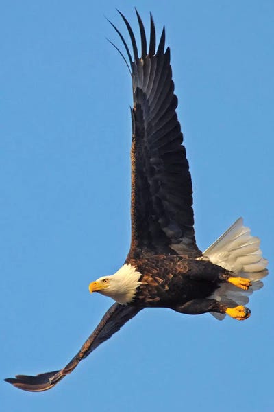Soaring by Brian Wolf framed wall art