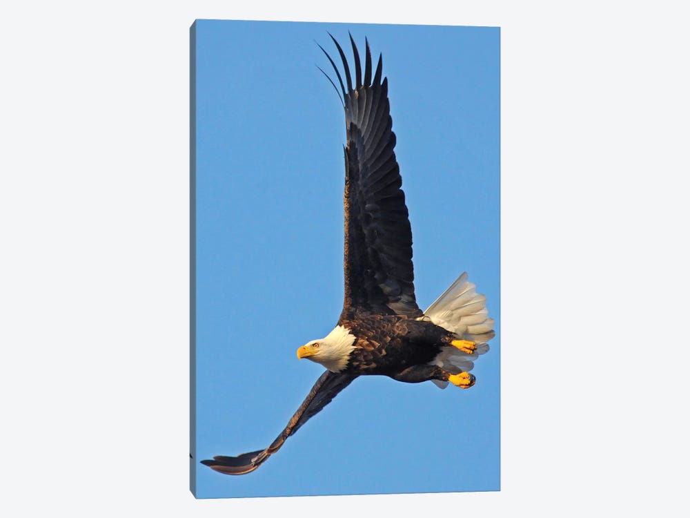 Soaring by Brian Wolf 1-piece Canvas Print