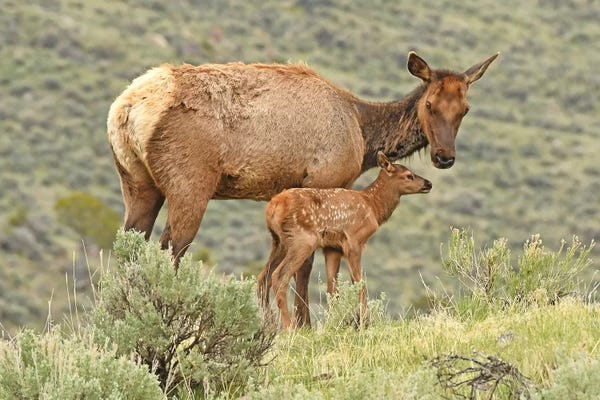 Brian Wolf: A New Calf by Brian Wolf