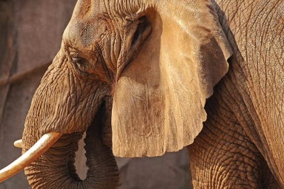 African Elephant by Brian Wolf art print