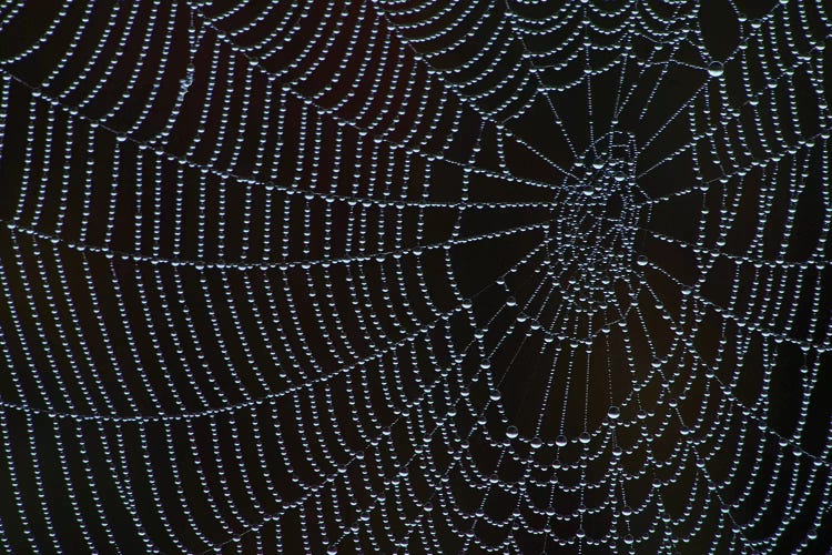 Spider's Web With Morning Dew