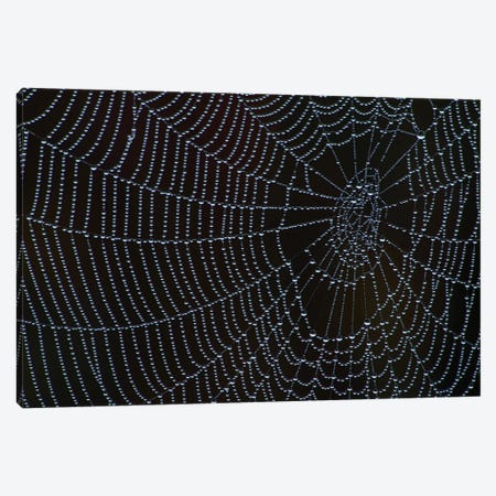 Spider's Web With Morning Dew Canvas Print #BWF300} by Brian Wolf Art Print