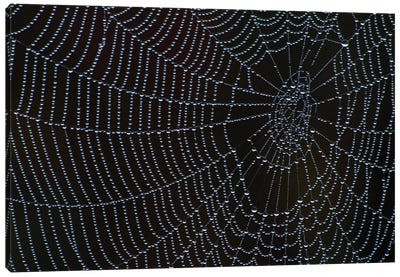 Spider's Web With Morning Dew Canvas Art Print - Spider Webs
