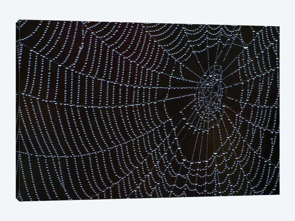 Spider's Web With Morning Dew by Brian Wolf 1-piece Canvas Print