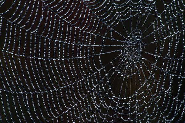 Spider's Web With Morning Dew