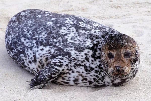 Seals: Spot by Brian Wolf