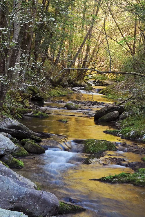 Springtime Creek