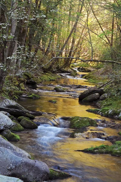 Brian Wolf: Springtime Creek by Brian Wolf