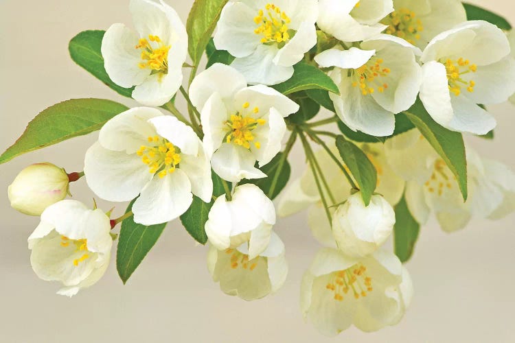 Springtime Fresh