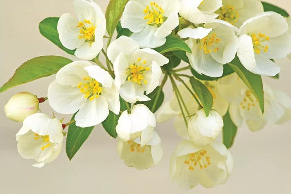 Nature Close-Ups: Springtime Fresh by Brian Wolf