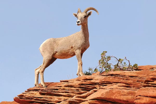 Goats: Standing Proud by Brian Wolf