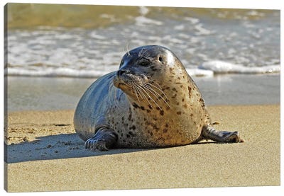 Stepping Out Of The Water Canvas Art Print - Seal Art