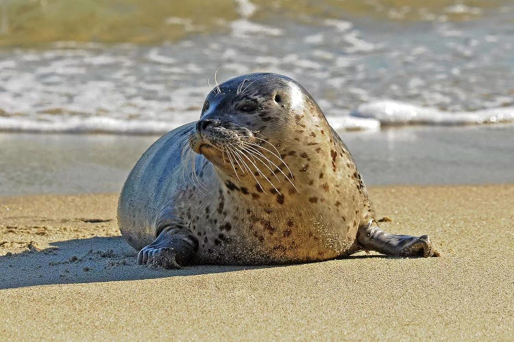 Stepping Out Of The Water