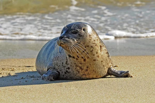 Seals: Stepping Out Of The Water by Brian Wolf