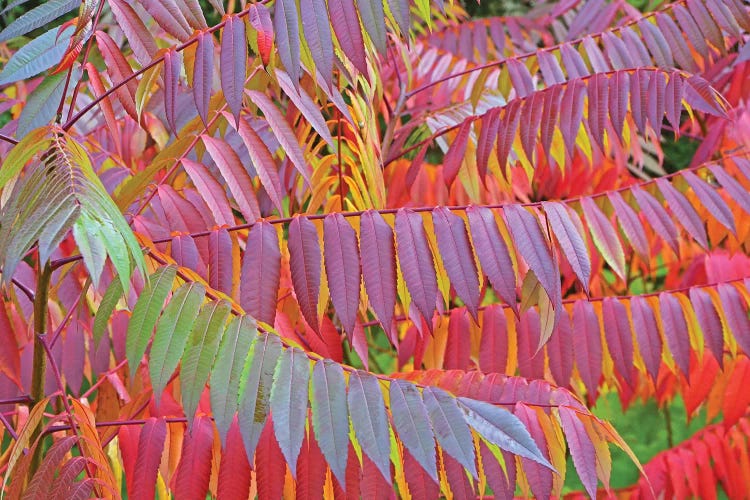 Sumac Colors