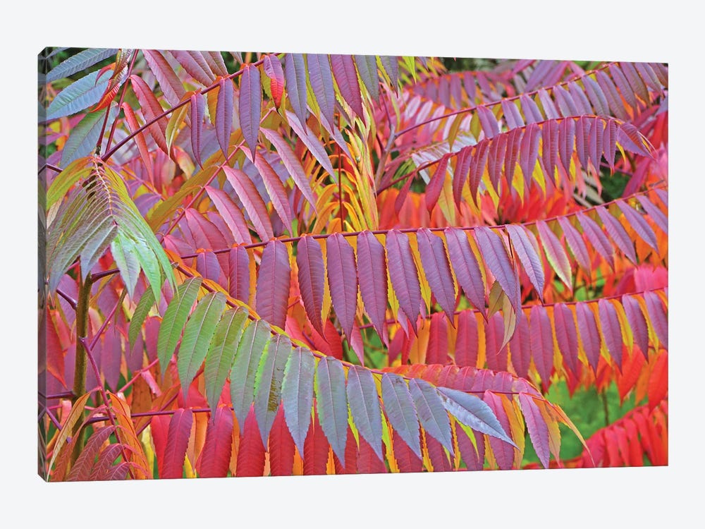 Sumac Colors by Brian Wolf 1-piece Canvas Wall Art