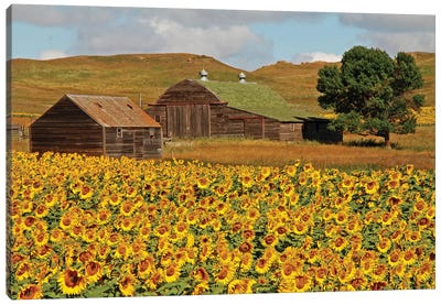Sunflower Field Canvas Art Print - Brian Wolf