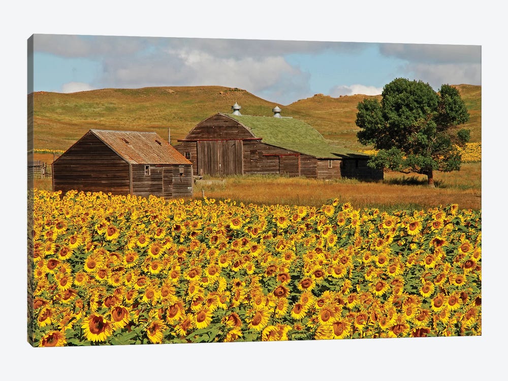 Sunflower Field by Brian Wolf 1-piece Canvas Art Print