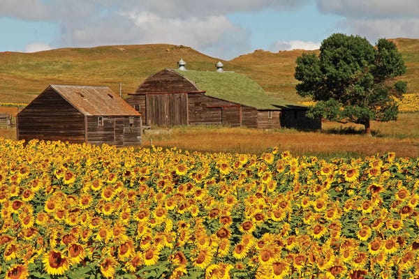 Brian Wolf: Sunflower Field by Brian Wolf