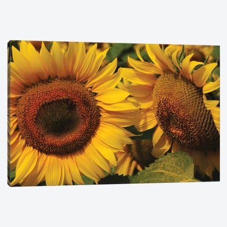Sunflowers Canvas Print #BWF316} by Brian Wolf Canvas Print