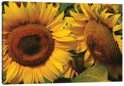 Sunflowers Canvas Art Print - Brian Wolf