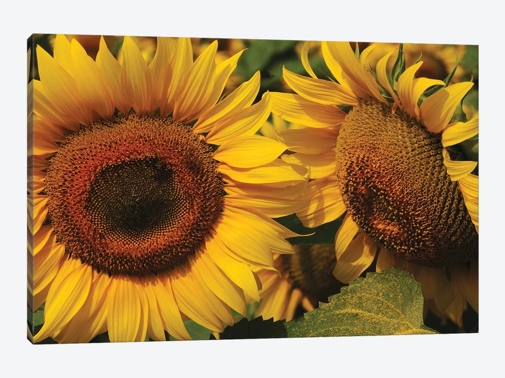 Sunflowers by Brian Wolf 1-piece Canvas Wall Art