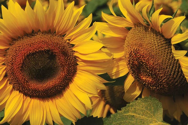 Brian Wolf: Sunflowers by Brian Wolf