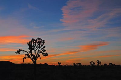 Sunrise At Joshua Tree by Brian Wolf framed canvas print