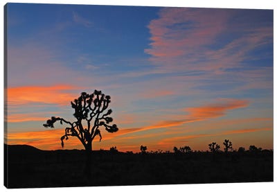 Sunrise At Joshua Tree Canvas Art Print - Joshua Tree National Park