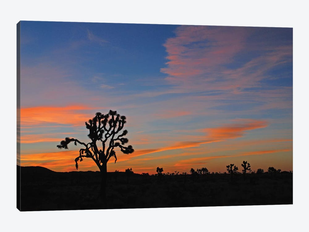Sunrise At Joshua Tree by Brian Wolf 1-piece Canvas Art Print