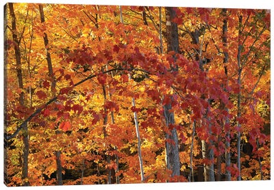 Backlit Maples Canvas Art Print - Tree Close-Up Art