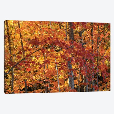 Backlit Maples Canvas Print #BWF31} by Brian Wolf Canvas Art