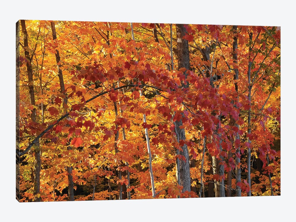 Backlit Maples by Brian Wolf 1-piece Canvas Art