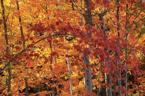 Maple Trees: Backlit Maples by Brian Wolf