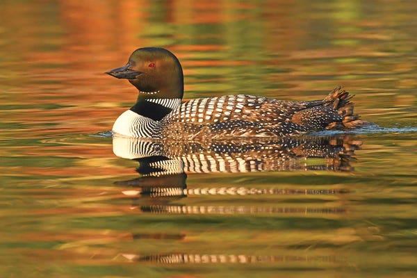 Brian Wolf: Sunrise Swimmer by Brian Wolf