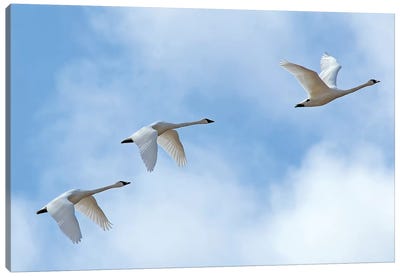 Swan Flight Canvas Art Print - Brian Wolf