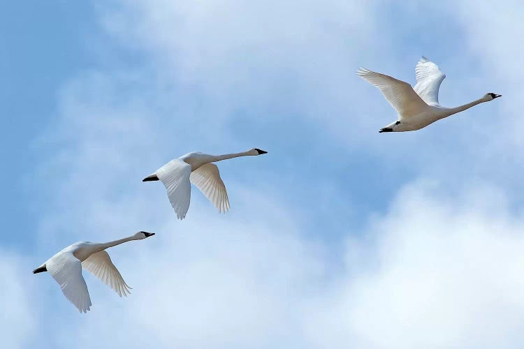 Swan Flight