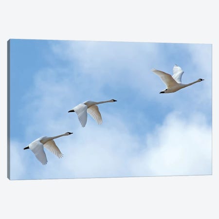 Swan Flight Canvas Print #BWF334} by Brian Wolf Canvas Print