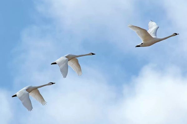 Brian Wolf: Swan Flight by Brian Wolf