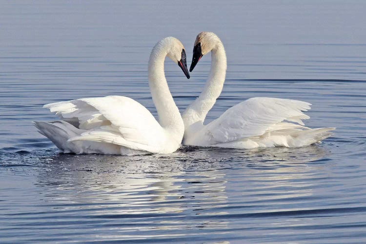 The Heart