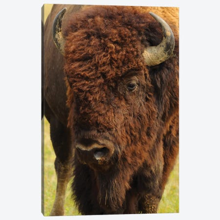 The Herd Bull Canvas Print #BWF342} by Brian Wolf Canvas Art Print