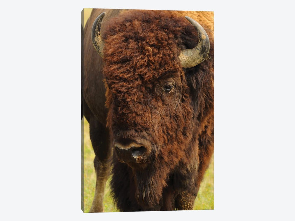 The Herd Bull by Brian Wolf 1-piece Art Print