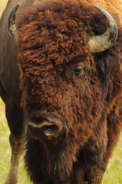 Bison & Buffaloes: The Herd Bull by Brian Wolf