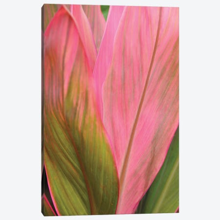 Ti Plant Canvas Print #BWF347} by Brian Wolf Canvas Artwork