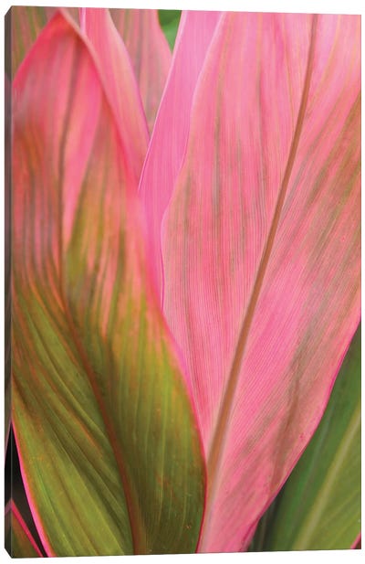 Ti Plant Canvas Art Print - Brian Wolf